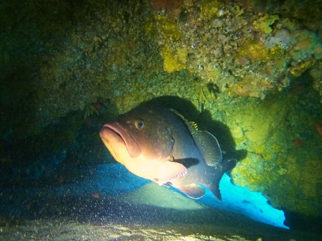 Am Playa Chica in Puerto del Carmen ist unter Wasser ordentlich was los. Im Bild: ein prächtiger Zackenbarsch. Foto: Sascha Tegtmeyer