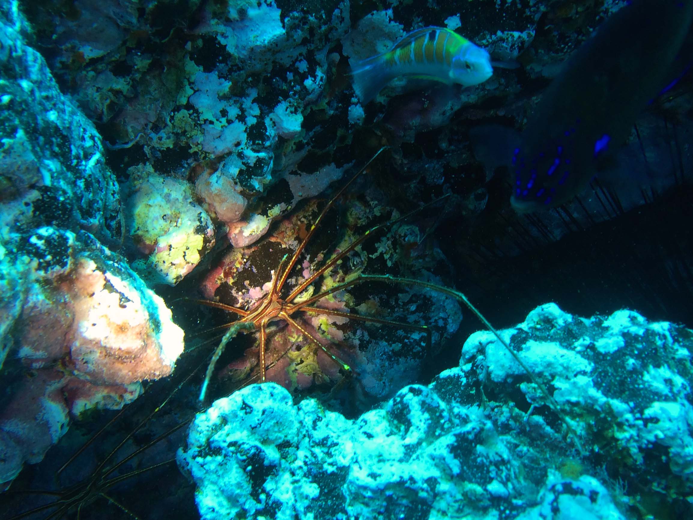 Tauchen am Playa Chica: mein Lanzarote-Spotguide 5 Große Spinnenkrabbe und Fisch in einer dunklen Felshöhle vor Lanzarote