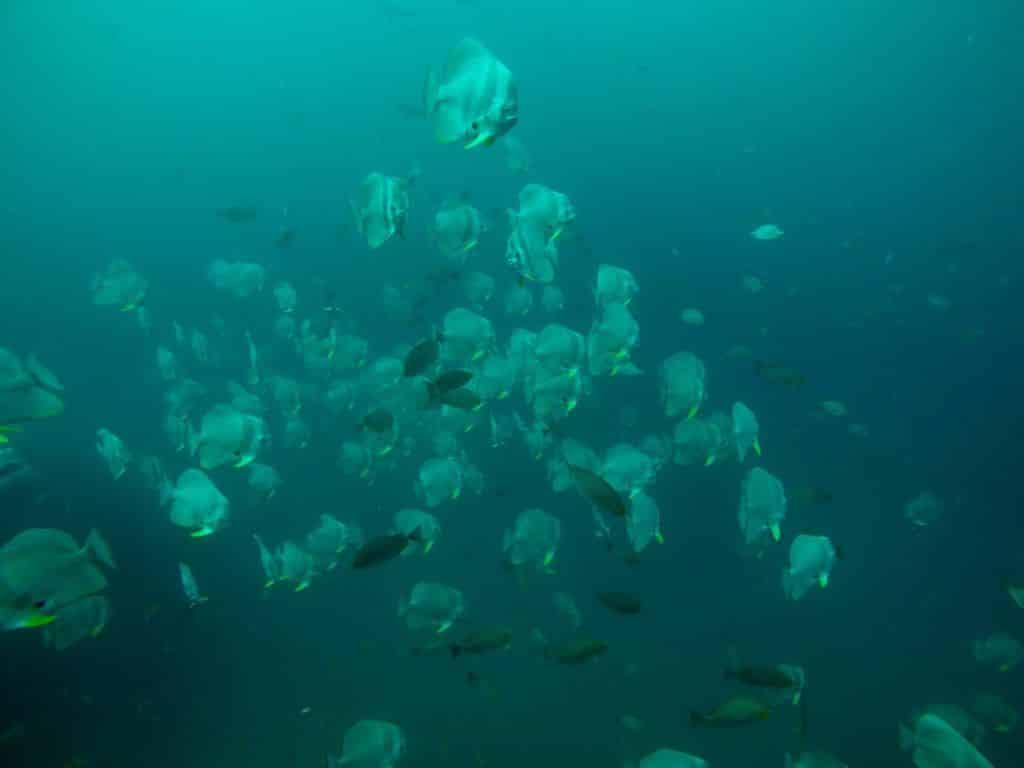 Eine Gruppe von Fledermausfischen am Sail Rock: Der Tauchplatz im Golf von Thailand ist einsame Spitze! Foto: Sascha Tegtmeyer Koh Lipe, Koh Samui, Koh Phangan, Koh Tao, Thailand, Trauminsel, Strand, Reise, Urlaub, Backpacking, Wanderlust, Tauchen, Surfen, SUP, Stand Up Paddling, Phuket, Krabi, Andamanensee, Südostasien, Umwelt, Natur, Regenwald, Dschungel, Weltreise, Thailandurlaub, Beste Reisezeit Thailand, Winterurlaub, Wo ist es im Winter warm, Golf von Thailand