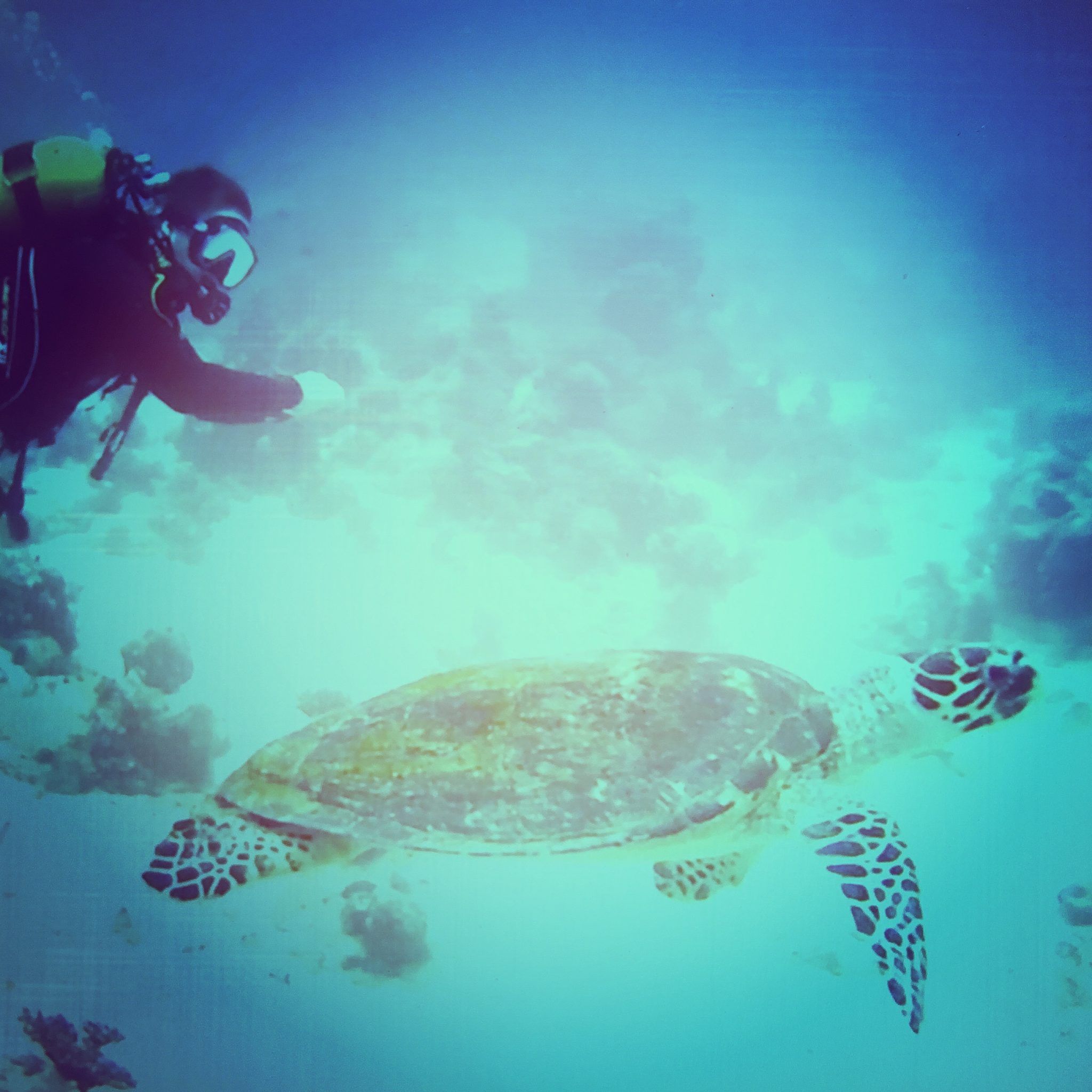 Ägypten Tauchreise: Im Formationsflug mit der Schildkröte