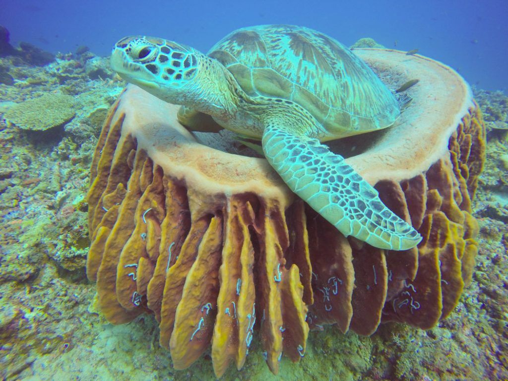 Herrliches Tauchen rund um die Gili Inseln in Indonesien – das Land in Südostasien ist vergleichsweise günstig. Foto: Sascha Tegtmeyer