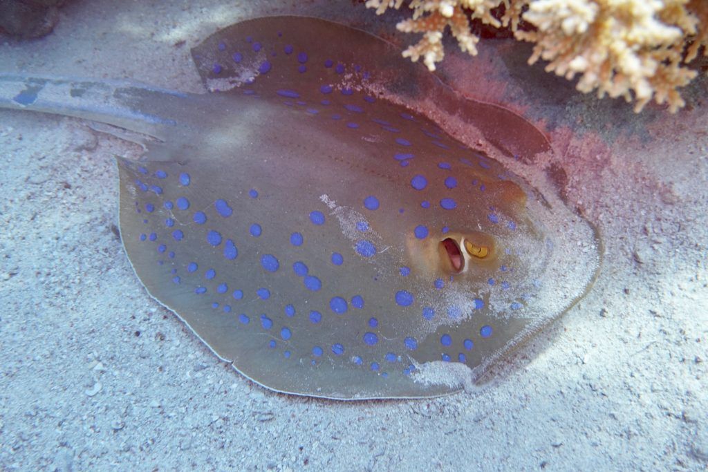 Luxusurlaub in Ägypten – Tipps für Taucher, Schnorchler und Strand-Fans 24 Ein Blaupunktrochen liegt entspannt in der Gegend herum. Foto: Sascha Tegtmeyer