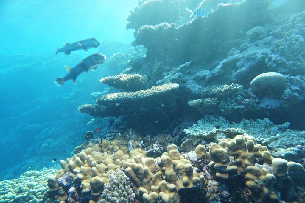 Luxusurlaub in Ägypten – Tipps für Taucher, Schnorchler und Strand-Fans 26 Herrlich: Zwei Kugelfische gleiten am Riff entlang. Foto: Sascha Tegtmeyer