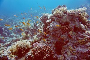 Sharm El Sheikh Reisebericht Tipps Lebendiges Riff: Am Jackson Riff tobt das Leben unter Wasser. Foto: Sascha Tegtmeyer