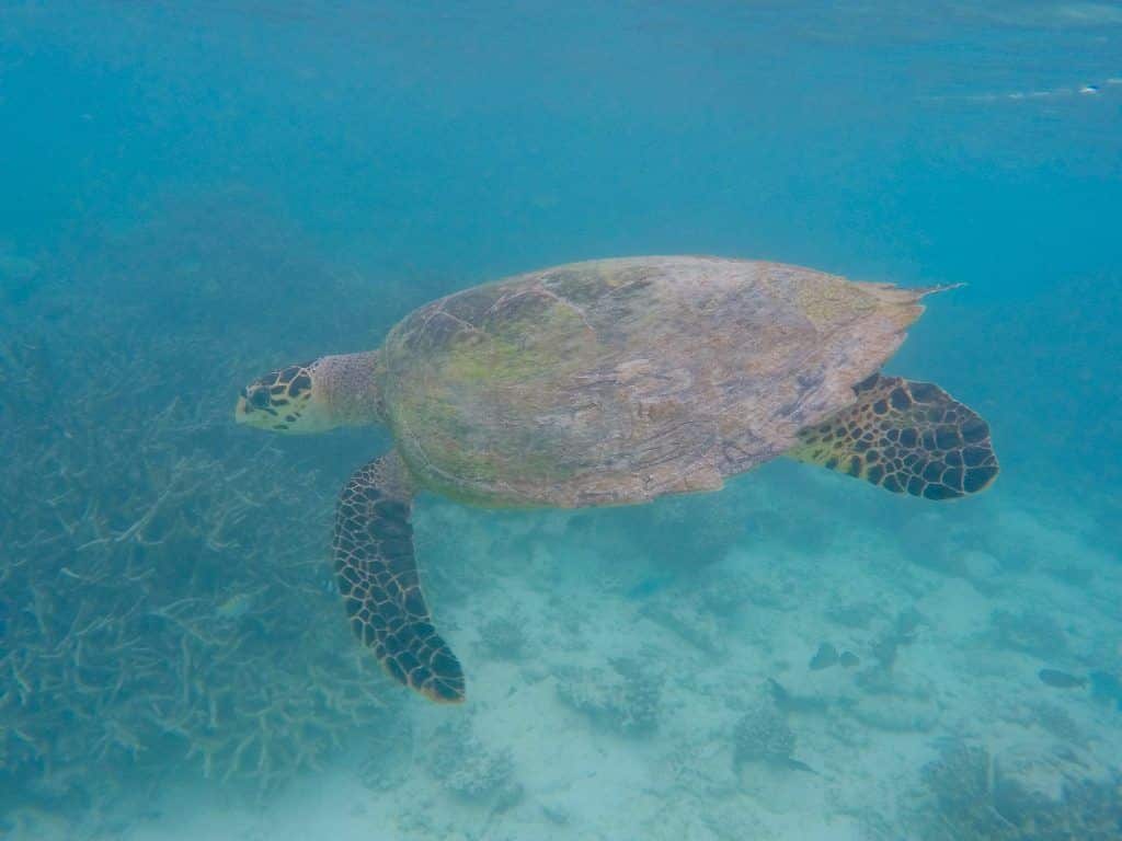 Schildkröte am Hausriff von Coco Bodu Hithi. Foto: Sascha Tegtmeyer