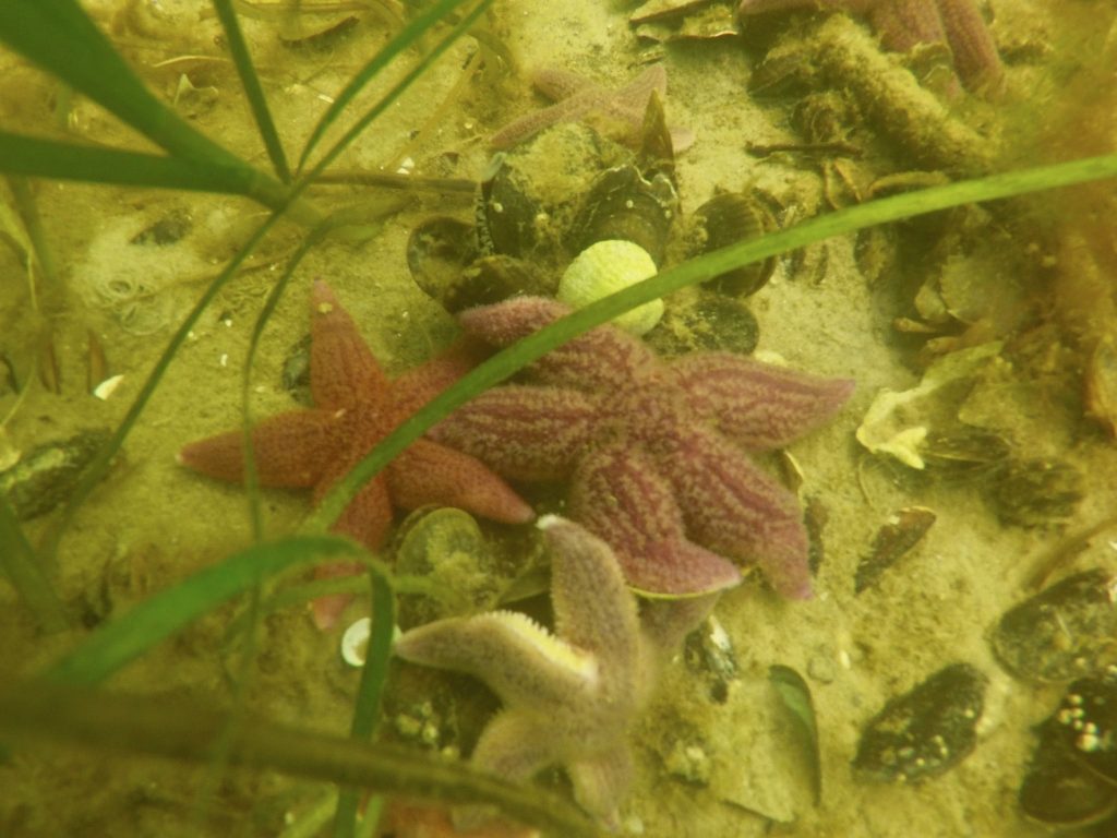 Seesterne gibt es beim Schnorcheln in der Ostsee reichlich zu entdecken. Foto: Sascha Tegtmeyer