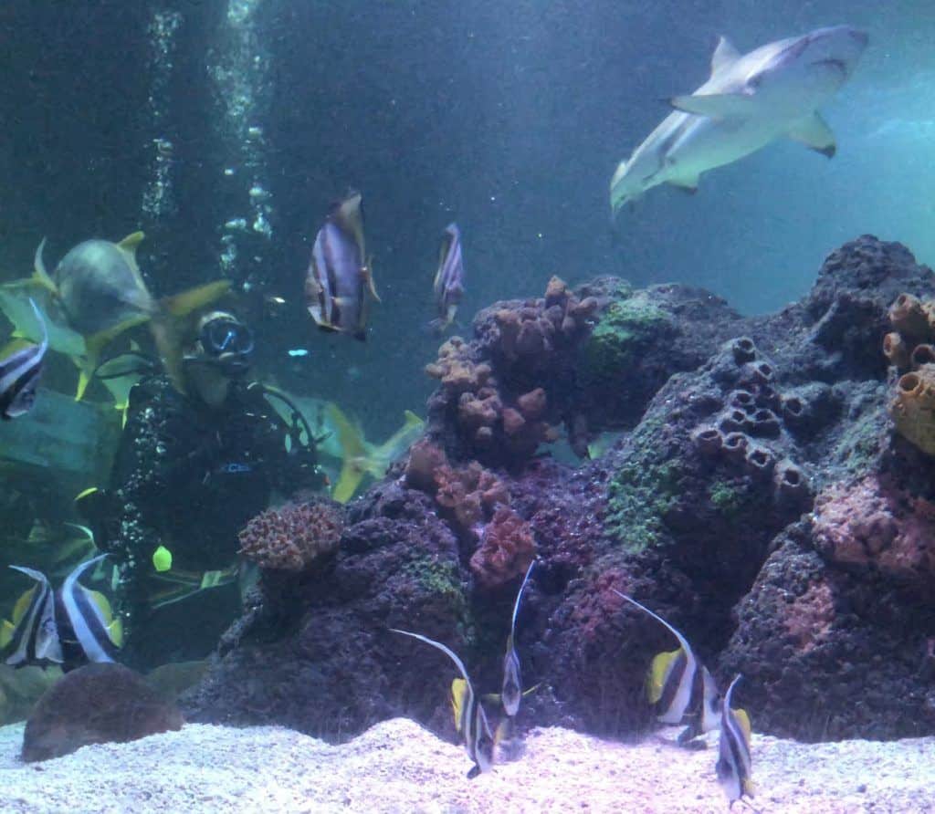 Auf dem Foto sieht man einen großen Korallenblock in der Mitte, ein paar Wimpelfische im Vordergrund, links sitzt ein Taucher auf dem Grund, und rechts oben schwimmt ein großer Hai.

Bereich handelt es sich um die Szene aus dem Tropen-Aquarium Timmendorfer Strand. 

Die Haie im Tropenaquarium sind ungefährlich, wenn man sie in Ruhe lässt. Gefährlicher sind da schon die Meeresschildkröten, die dich mit ihren messerscharfen Kiefern neugierig anknabbern wollen. Foto: Sascha Tegtmeyer