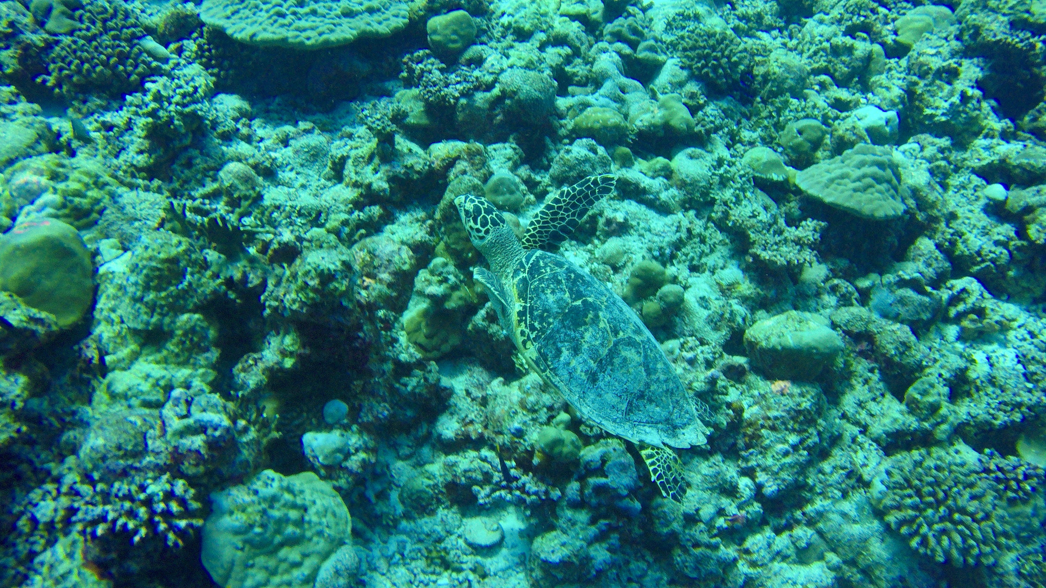 Schildkröten sind auf Coco Bodu Hithi allgegenwärtig – auch beim Schnorcheln in der Lagune und am Hausriff sind sie zu finden. Foto: Sascha Tegtmeyer Reisebericht Coco Bodu Hithi Malediven Erfahrungen