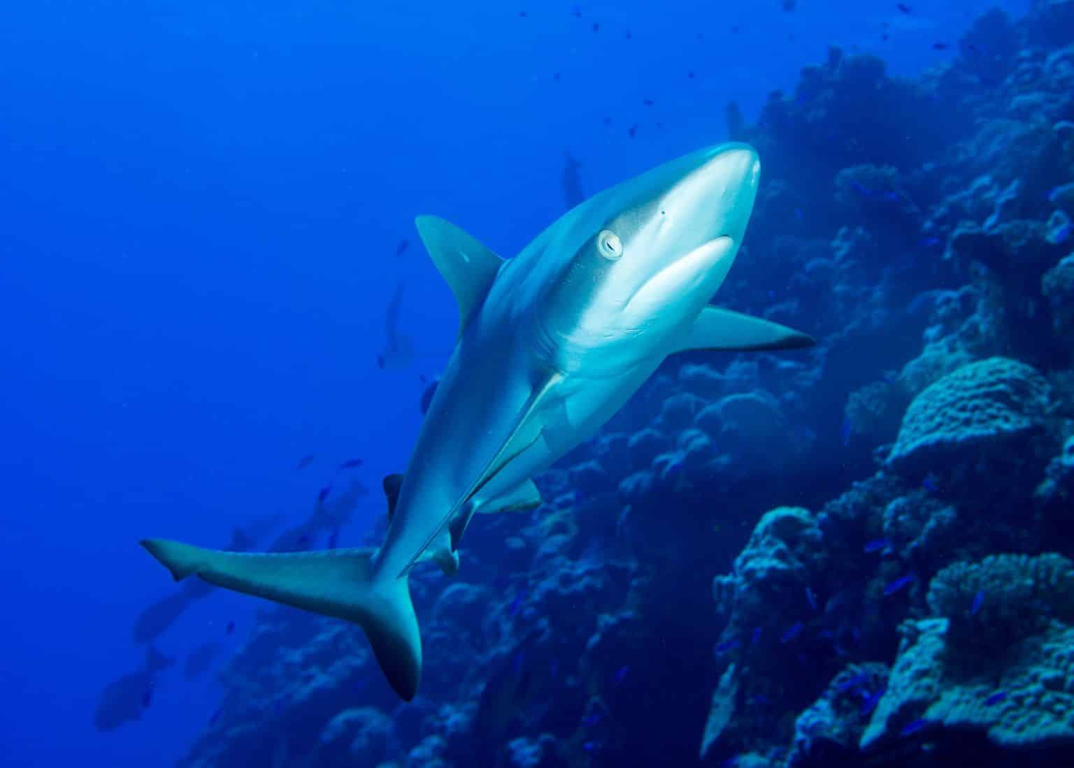 Shark species in Mauritius dangerous when swimming?