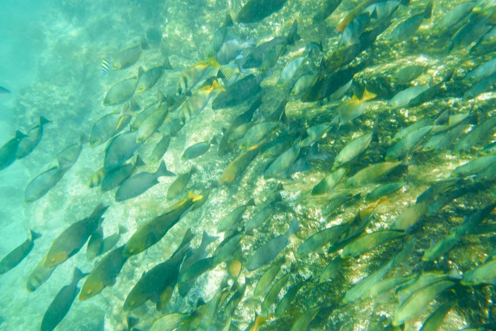 Reichlich Fische gibt es am Shark Point von Koh Phi Phi – nur leider hat sich kein Hai blicken lassen. Foto: Sascha Tegtmeyer