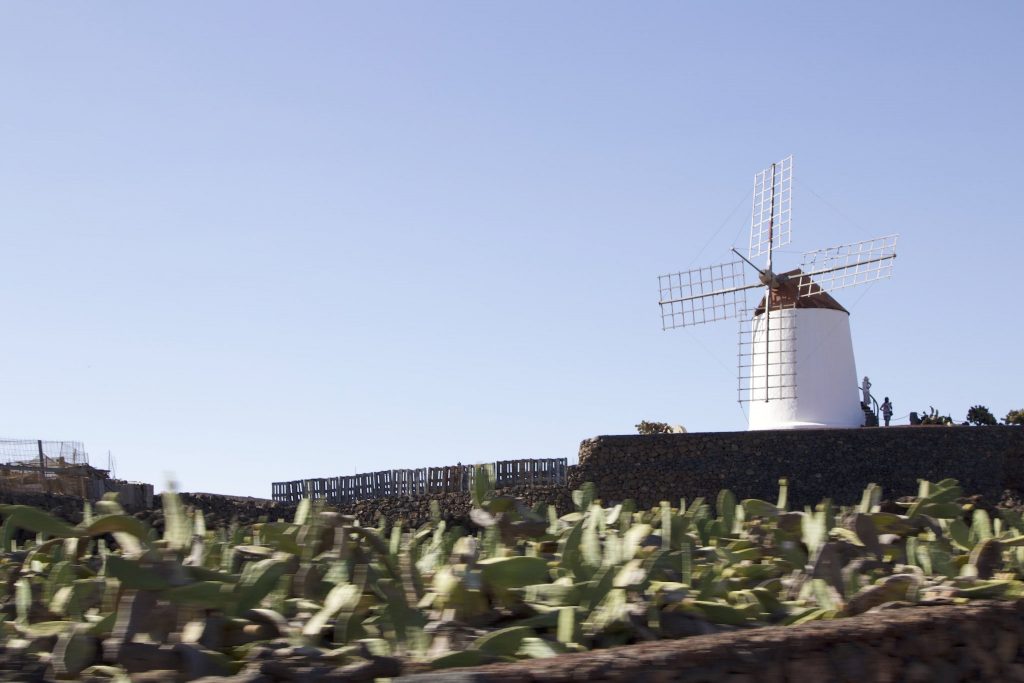 Im Osten der Insel befindet sich der Jardin de Cactus zwischen grünen Feldern von Kakteen und einer schwarzen Vulkanlandschaft. Foto: Sascha Tegtmeyer
