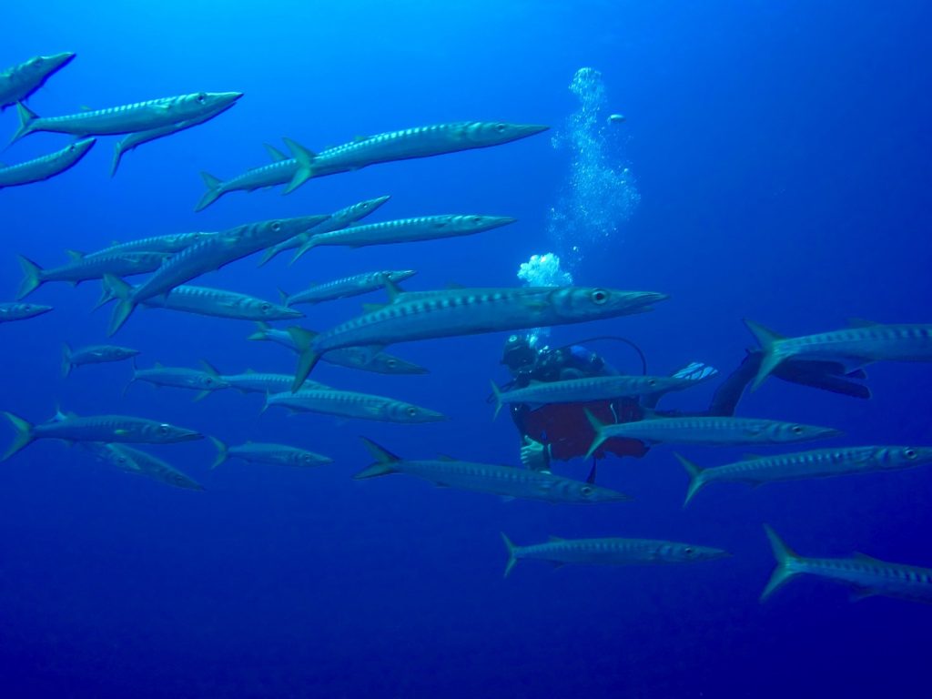 Beim Tauchen auf Mallorca kann man Barrakudas und vielen weiteren Meerestieren begegnen. Foto: Sascha Tegtmeyer