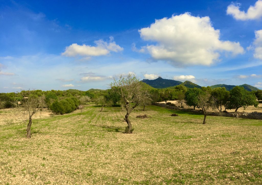 Olivenbaum im Landesinneren von Mallorca – die Insel ist unglaublich vielseitig. Foto: Sascha Tegtmeyer