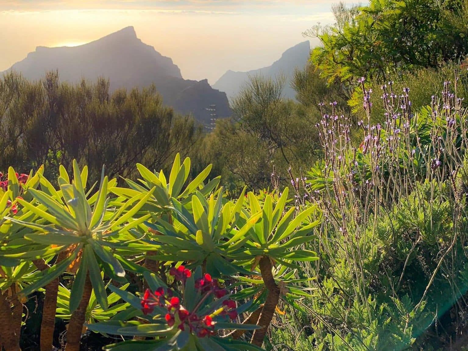 Kurz vor Sonnenuntergang auf Teneriffa: herrlicher Ausblick auf das Masca Gebirge am Abend.