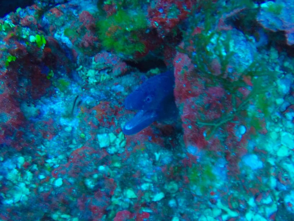 Tauchen auf Mallorca: Auch eine Muräne lässt sich an der Isla Dragonera blicken. Aber ein Hai ist mal wieder weit und breit nicht zu finden. Foto: Sascha Tegtmeyer