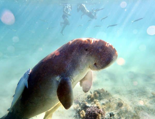 Mein Highlight bei unserem Urlaub in Marsa Alam: Die Seekuh in der Bucht Marsa Mubarak. Foto: Sascha TegtmeyerReisebericht Marsa Alam Tipps Erfahrungen – Ägypten