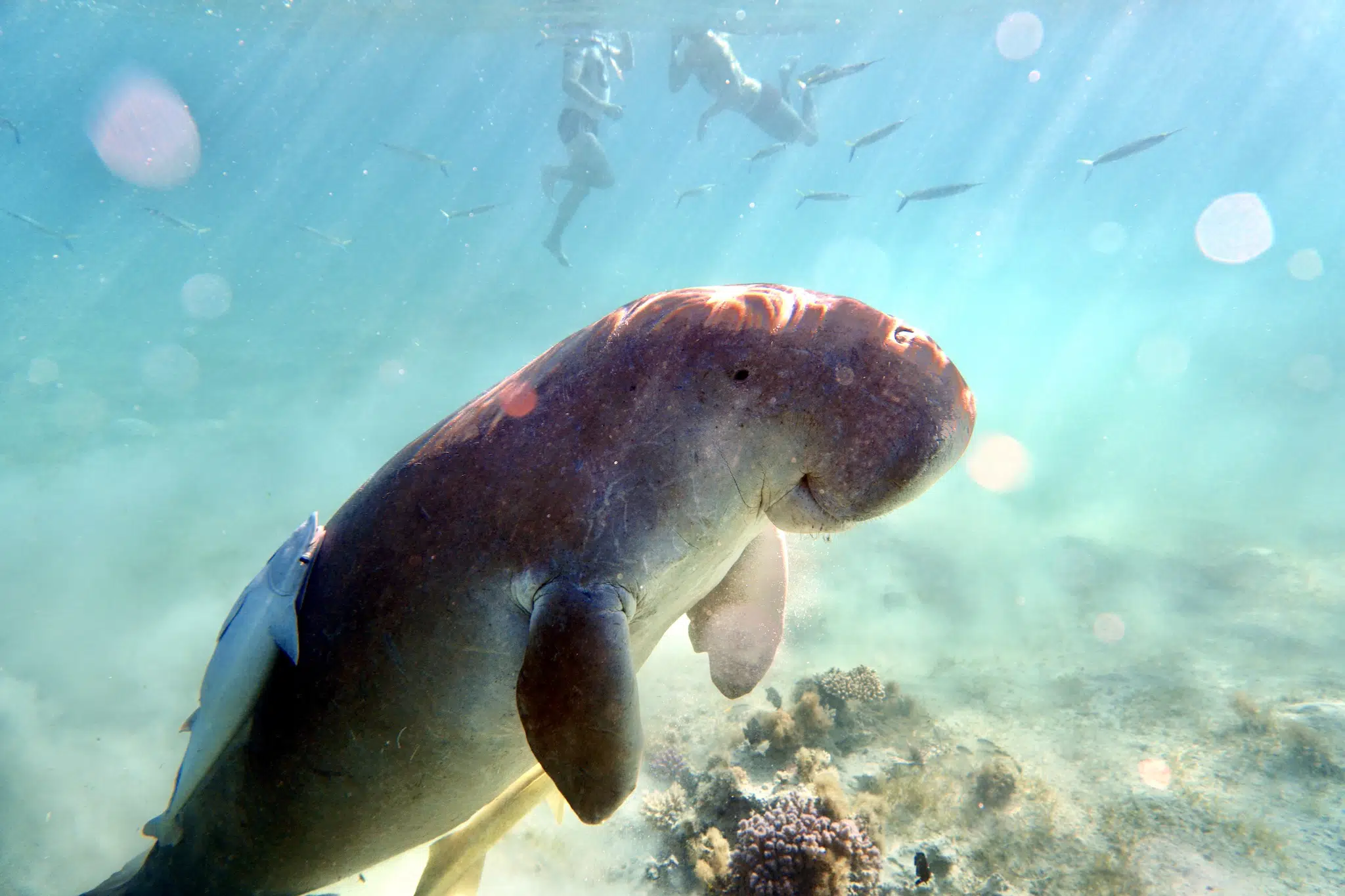 Seekuh in Ägypten Erfahrungsbericht – Schnorcheln mit dem Dugong von Marsa Alam