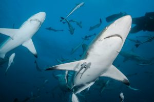 a, es gibt Haie im Mittelmeer – für Badegäste ist das Risiko extrem gering. Ich ordne Schlagzeilen ein, zeige echte Zahlen und erkläre, warum die Tiere unseren Schutz brauchen.