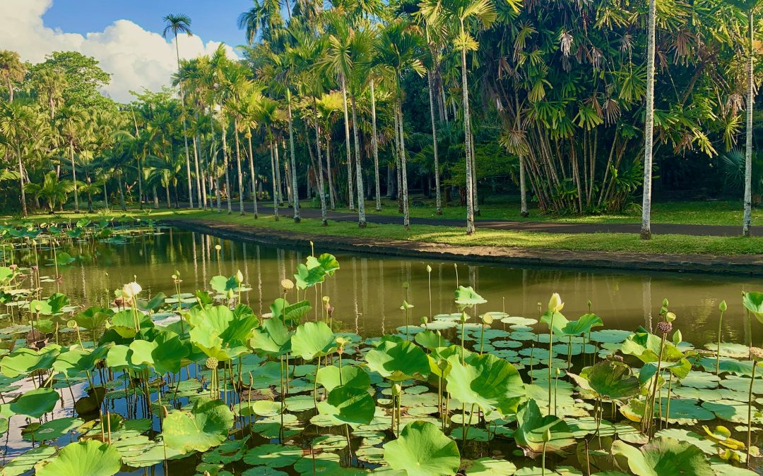 Sir Seewoosagur Ramgoolam Botanical Garden Erfahrungsbericht – schöner botanischer Garten auf Mauritius?