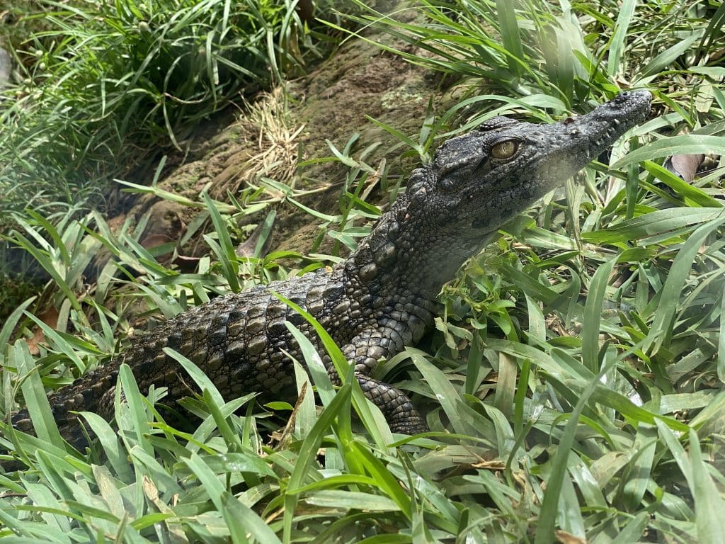 La Vanille Nature Park Mauritius Wildtierpark Mauritius