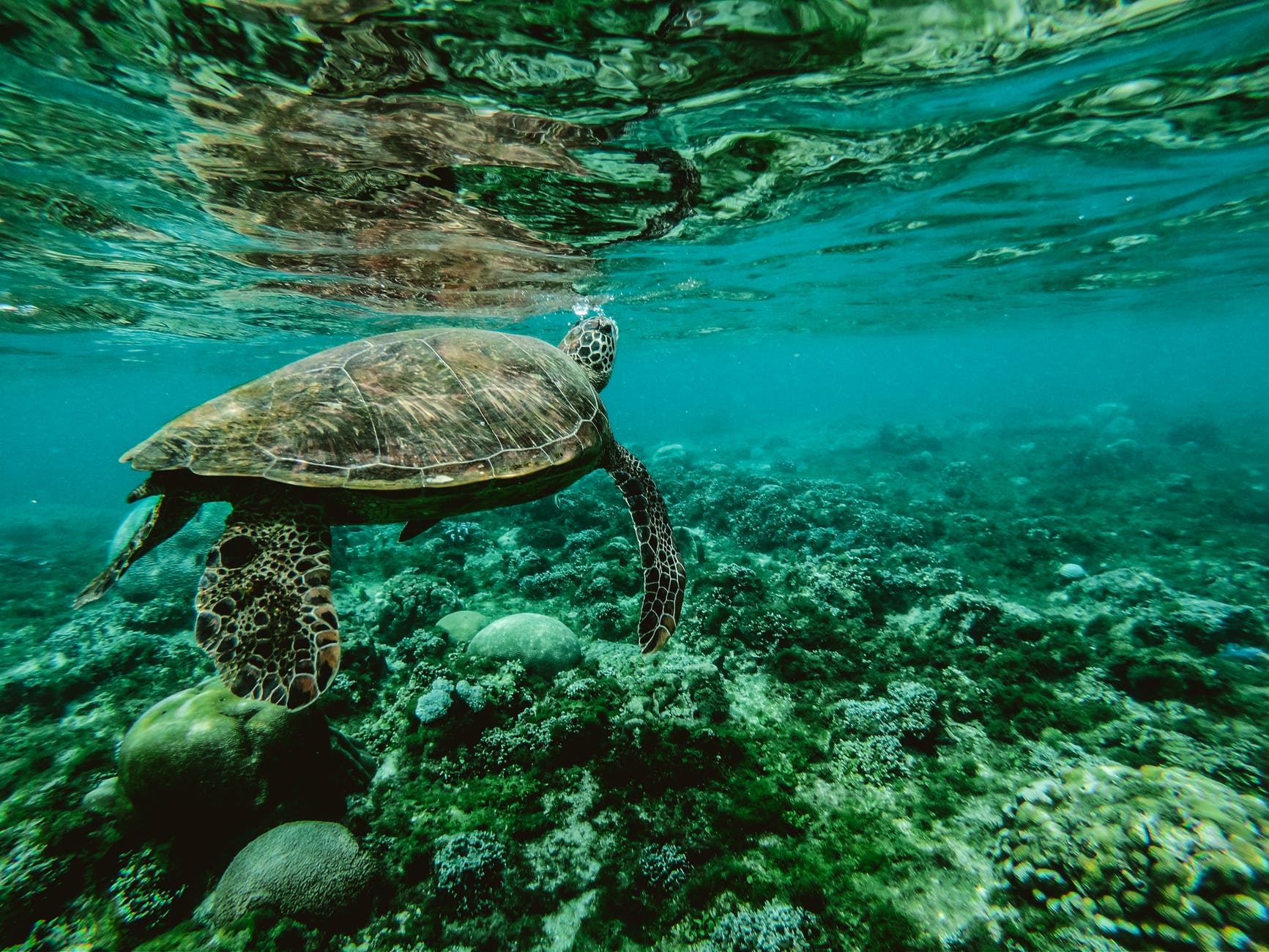Das Great Barrier Reef ist nicht nur ein atemberaubendes Naturwunder, sondern auch ein lebendiger und vielfältiger Lebensraum für unzählige Meeresbewohner. Es ist das größte Korallenriffsystem der Welt und erstreckt sich über 2.300 Kilometer entlang der Ostküste Australiens. Es ist so groß, dass man es sogar aus dem Weltall sehen kann! Wer das Great Barrier Reef besucht, entdeckt eine faszinierende Unterwasserwelt mit bunten Korallen, Fischen, Schildkröten, Delfinen, Haien und vielen anderen Arten. Das Riff bietet nicht nur eine spektakuläre Kulisse für Schnorchler und Taucher, sondern spielt auch eine wichtige Rolle für das ökologische Gleichgewicht und das Klima unseres Planeten.
