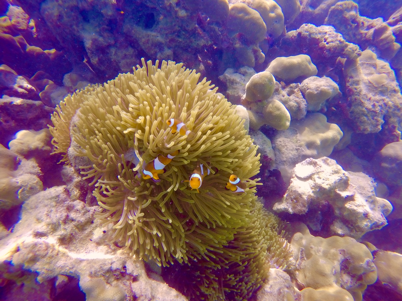 Findest du beim Tauchen und Schnorcheln auf Phuket häufig – die Anemonenfische. Foto: Sascha Tegtmeyer