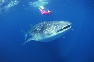 Südostasien ist ein Traumziel für alle, die die bunte und lebendige Unterwasserwelt lieben. In den Gewässern Thailands leben viele verschiedene Hai-Arten, die man beim Schwimmen, Tauchen oder Schnorcheln antreffen kann. Viele Urlauber fragen sich daher: Welche Hai-Arten in Thailand gibt es? Wie gefährlich sind die Raubfische, wenn ich baden oder schwimmen gehen möchte? Ich hatte selbst in Thailand eine der spektakulärsten Hai-Begegnungen meines Lebens – und habe dir die wichtigsten Informationen rund um die Raubfische in Thailand zusammengestellt. haie in thailand gefaehrlich haiangriffe