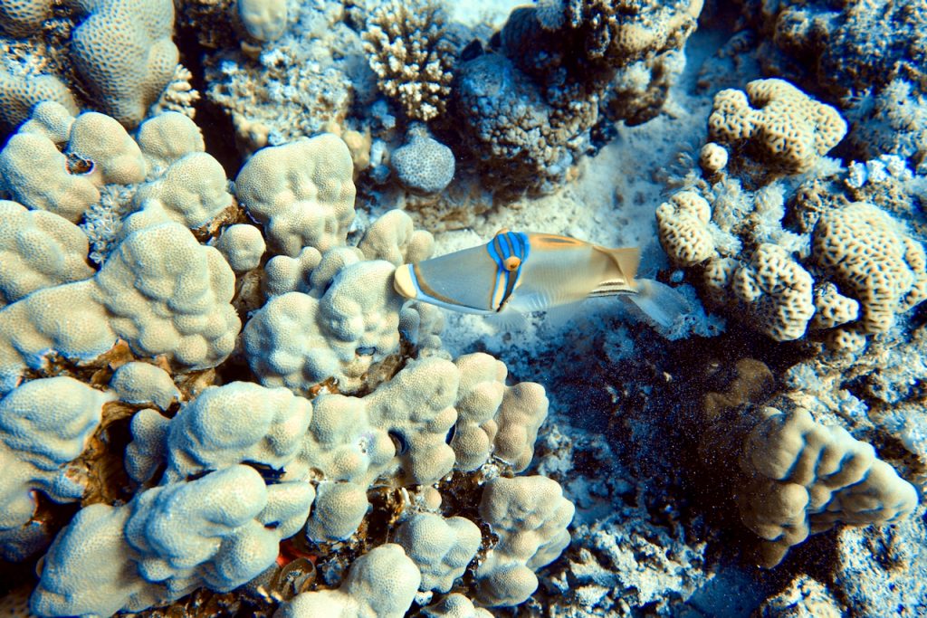 Nachfolgend habe ich für dich die wichtigsten Fragen und Antworten rund um das Tauchen in Soma Bay, Makadi Bay und Safaga zusammengestellt.
