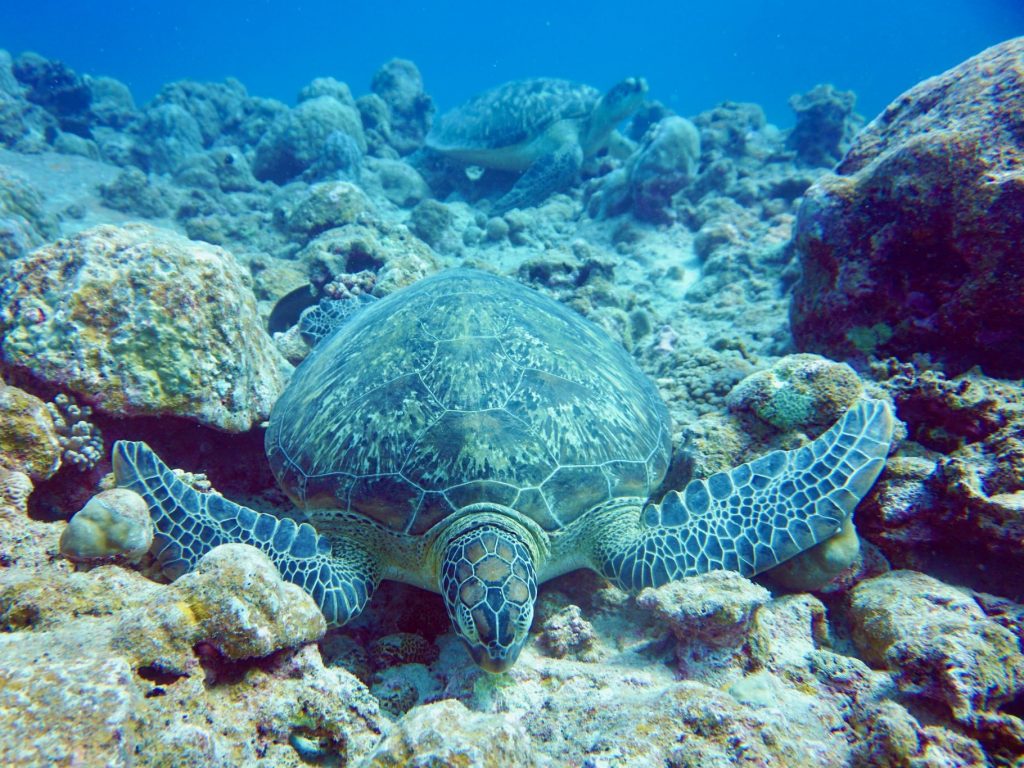 Genauso fühlt es sich beim Tauchen vor Mauritius an. Sobald du unter die Wasseroberfläche gleitest, umgibt dich eine friedliche Stille. Du schwebst schwerelos durch eine paradiesische Unterwasserwelt, vorbei an bunten Korallengärten, die im sanften Licht tanzen. Foto: Sascha Tegtmeyer