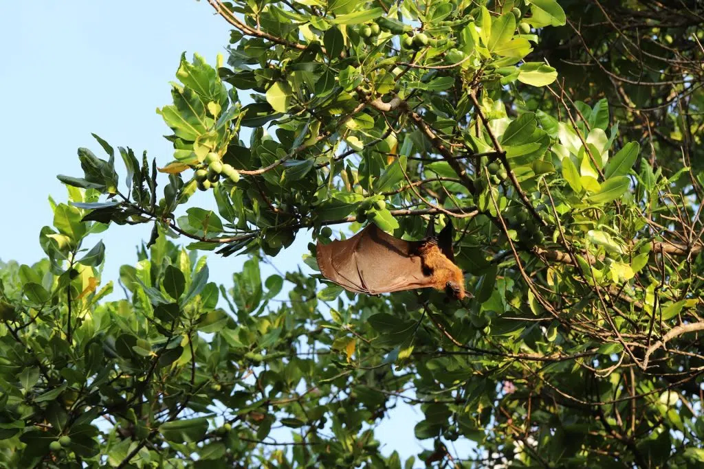 Tiere auf Mauritius: meine Begegnungen und was du wirklich sehen kannst 8 Flughund hängt mit ausgebreiteten Flügeln in einem Baum