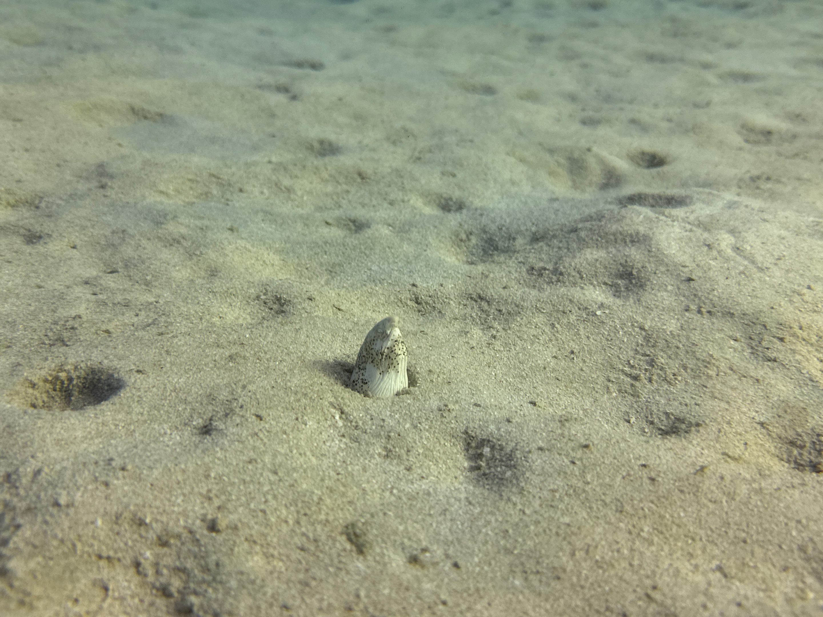 Tauchen Abu Dabbab Blue Ocean Dive Center Erfahrungen