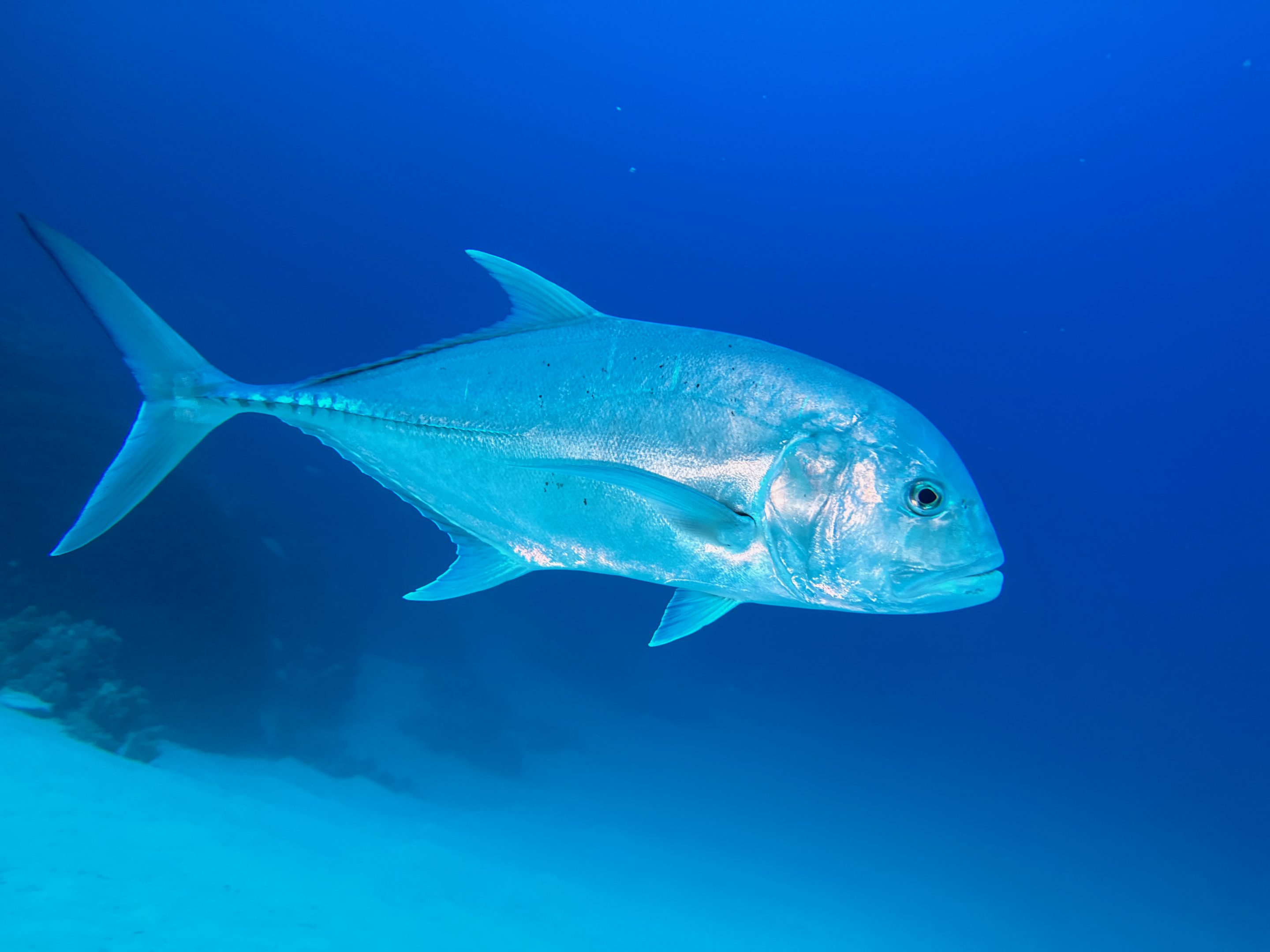 Tauchen Abu Dabbab Blue Ocean Dive Center Erfahrungen