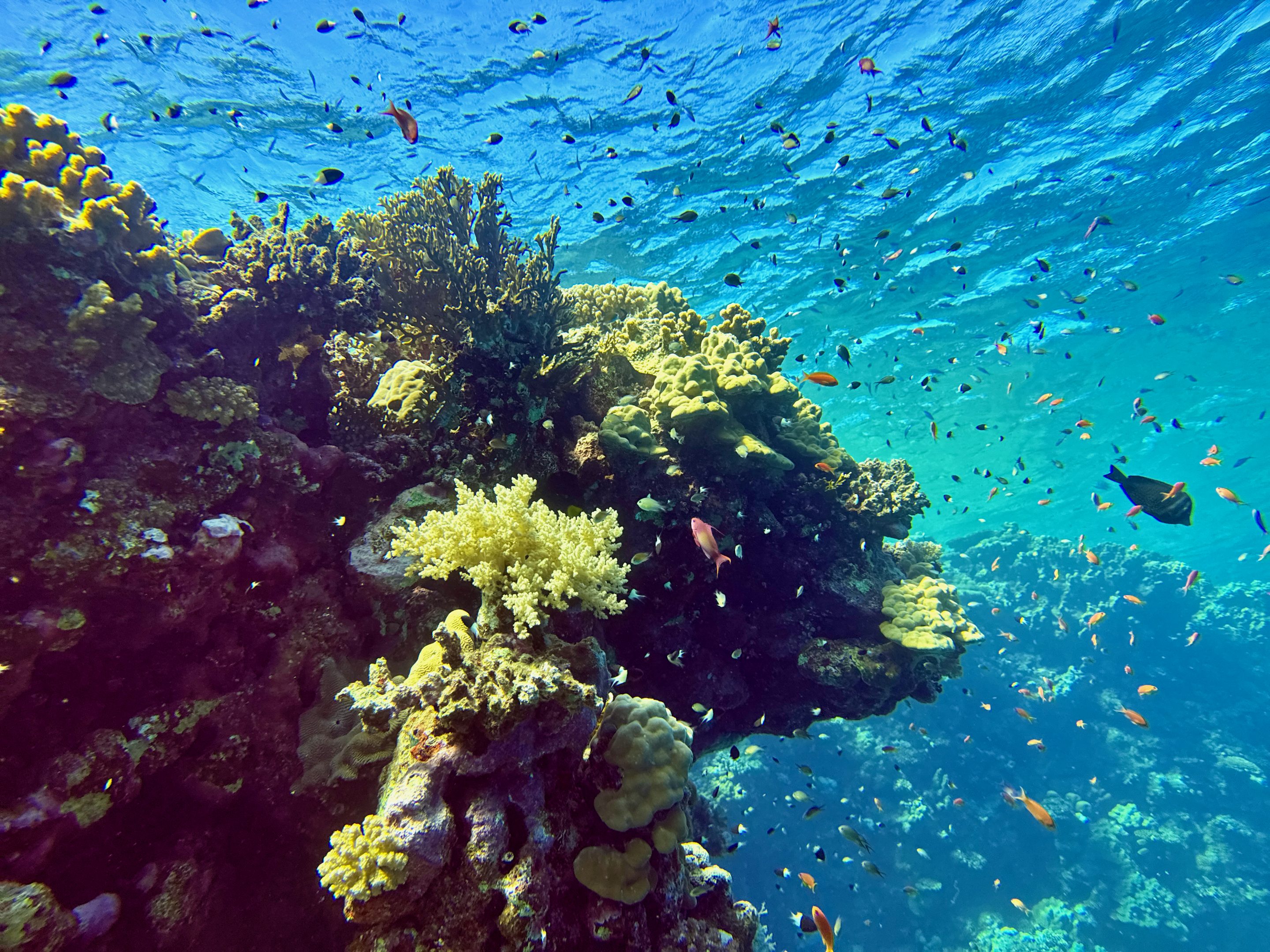 Tauchen Abu Dabbab Blue Ocean Dive Center Erfahrungen
