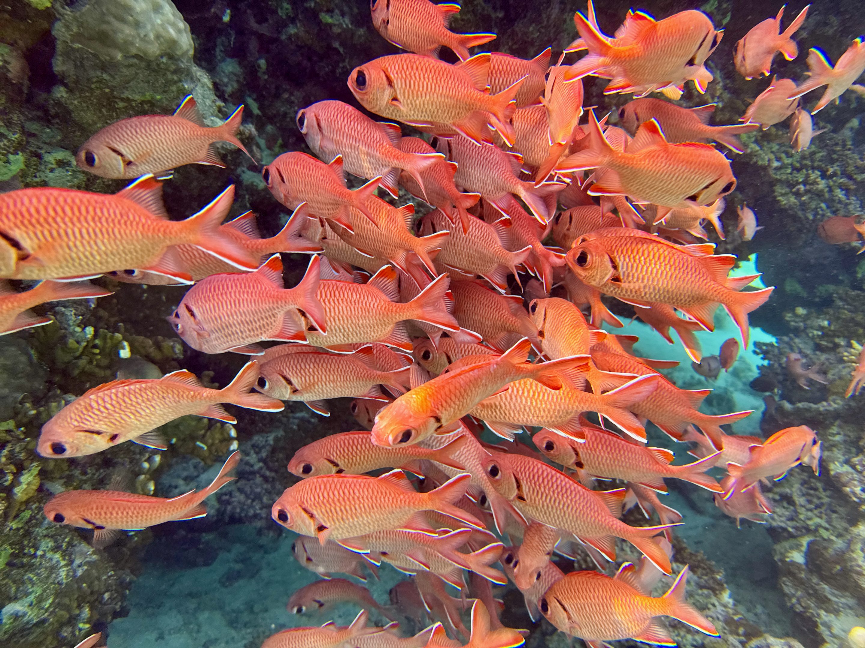 Tauchen Abu Dabbab Blue Ocean Dive Center Erfahrungen