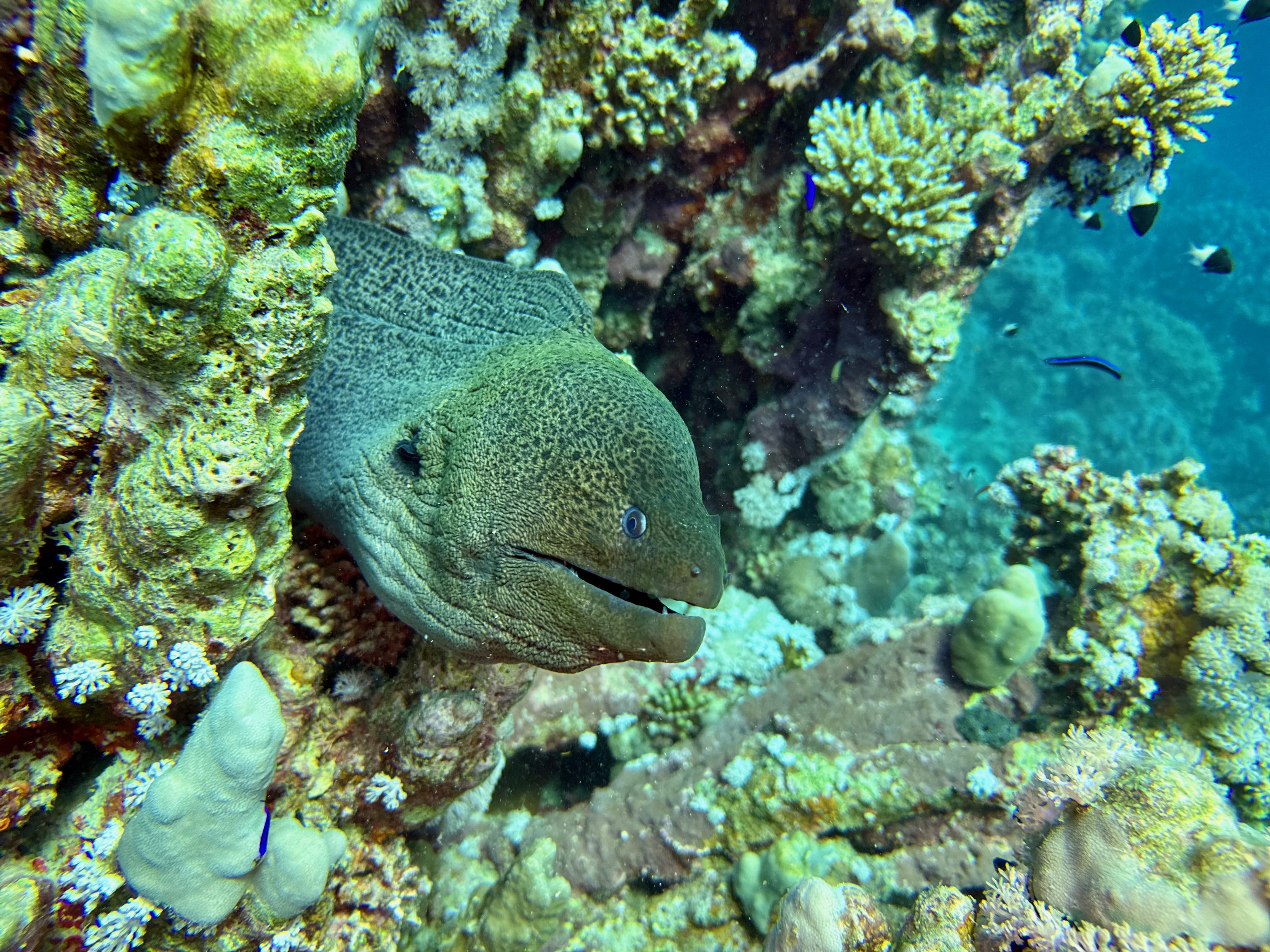 Tauchen Abu Dabbab Blue Ocean Dive Center Erfahrungen