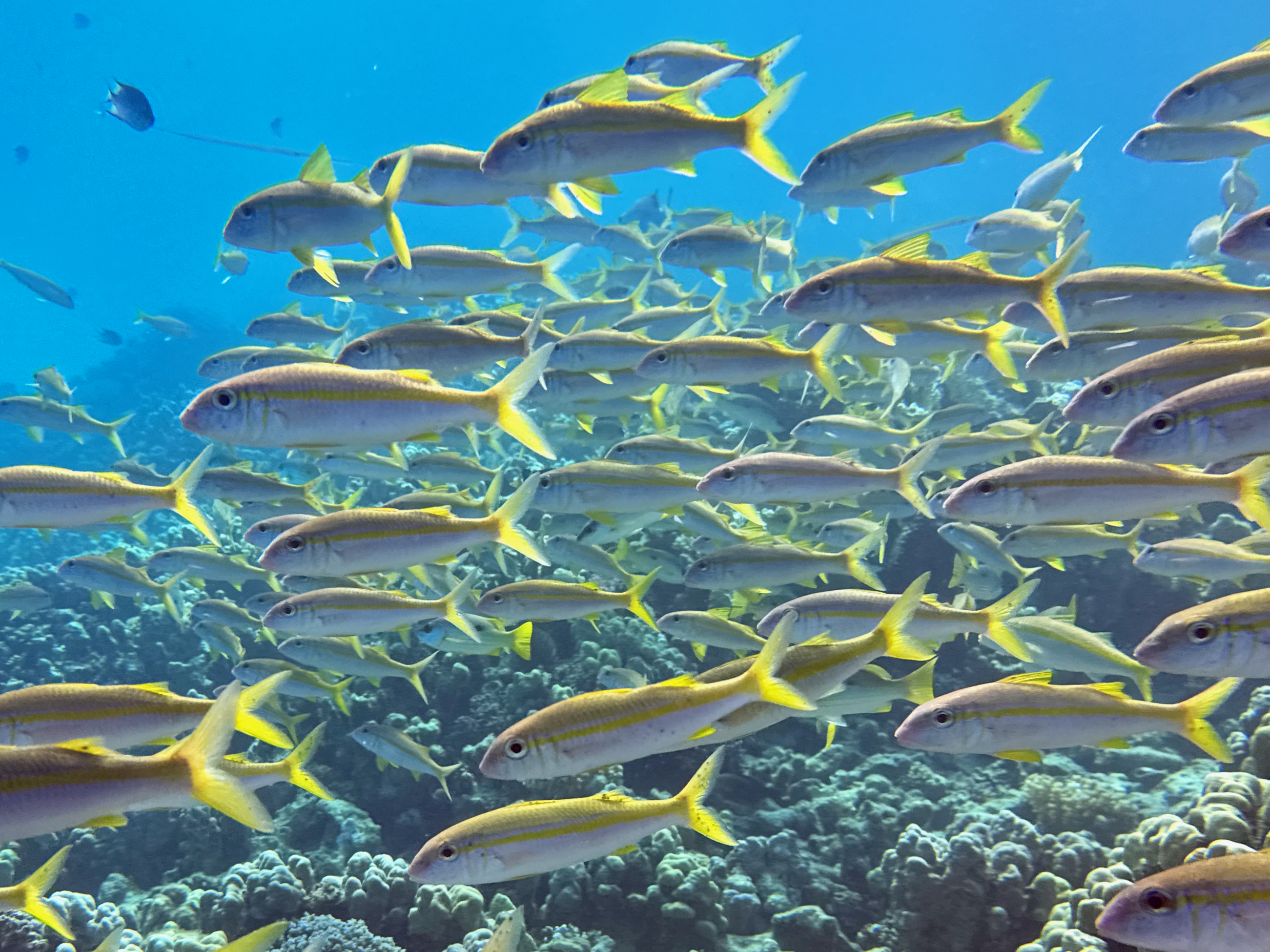 Tauchen Abu Dabbab Blue Ocean Dive Center Erfahrungen