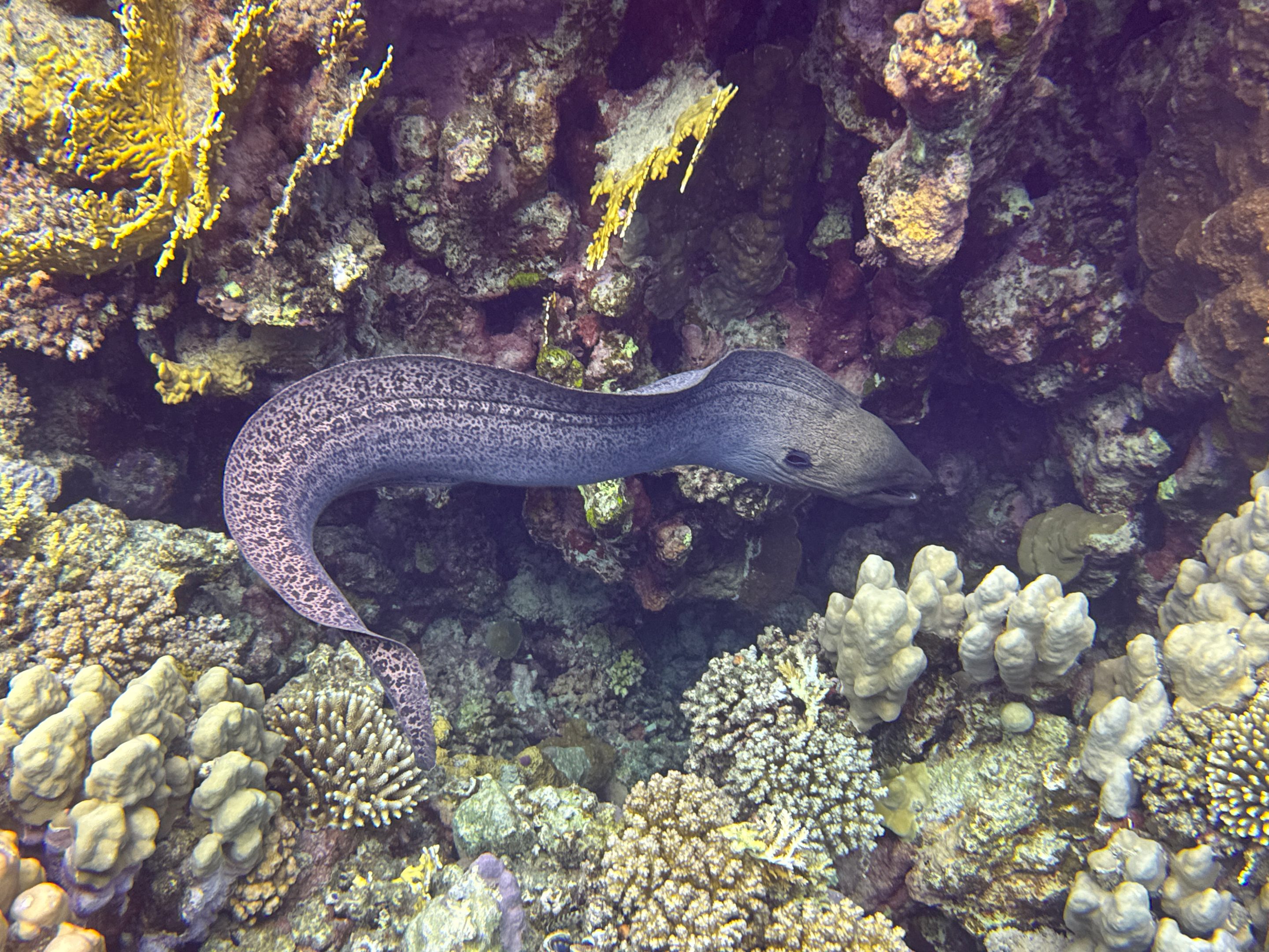 Tauchen Abu Dabbab Blue Ocean Dive Center Erfahrungen
