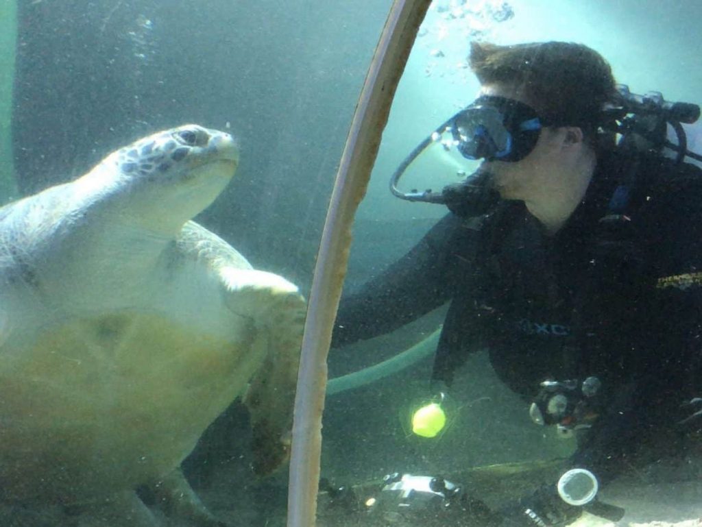 Auf dem Bild sieht man einen Taucher, in diesem Fall mich, Sascha Tegtmeyer. Ich schaue einer großen Meeresschildkröte, die mich anstarrt, ins Gesicht. 

Im Sea Life Timmendorfer Strand war ich selbst im Becken – Auge in Auge mit neugierigen Schildkröten. In Hagenbeck's Tierpark dürfen nur speziell ausgebildete Mitarbeiter ins Wasser. Foto: Sascha Tegtmeyer