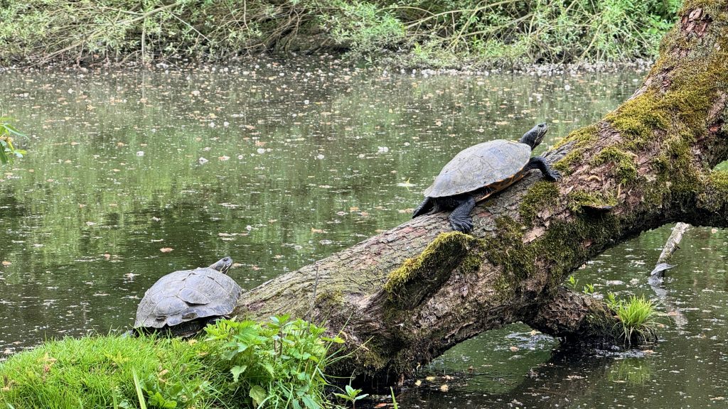 Und wie jeden Morgen grüßte er seine Freunde Leonardo und Donatella. Die beiden Schildkröten saßen unbekümmert auf einem breiten Baumstamm, der waagerecht leicht schräg ins Wasser ragte. Wagner legte ihnen dann und wann ein Stückchen Apfel, ein Salatblatt oder eine geschnittene Karotte hin. Er schaute gespannt zu, wenn sich die beiden Reptilien wanden, um Obst und Gemüse mit einem Happs zu verschlingen. 