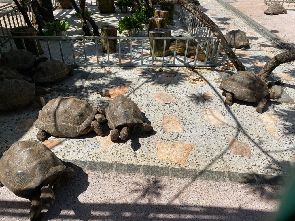 ​Volltreffer​, wenn du Natur und Nähe suchst, wenn du Schildkröten liebst, wenn du ein paar Stunden im Schatten eines echten Tropengrüns verbringen willst – entschleunigt, sinnlich, mit Respekt. Foto: Sascha Tegtmeyer