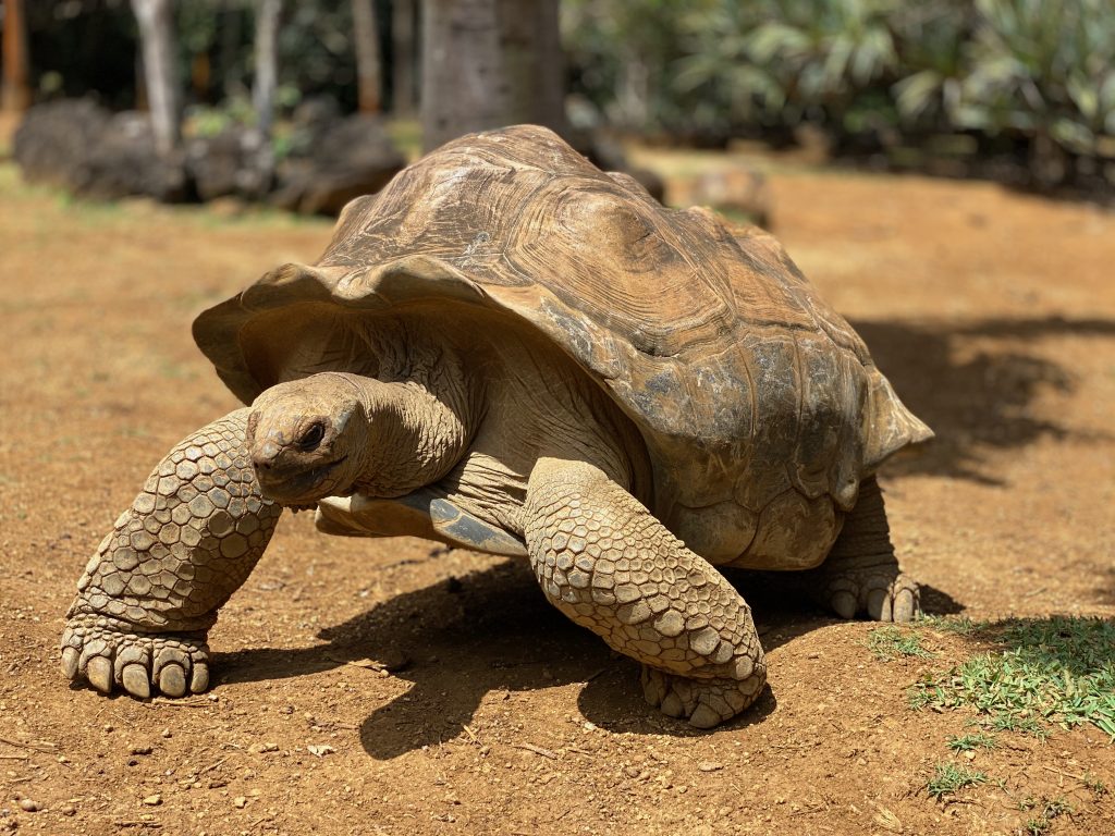 Was für eine unglaubliche Begegnung – die Riesenschildkröten auf Mauritius triffst du im La Vanille Nature Park hautnah. Foto: Sascha Tegtmeyer