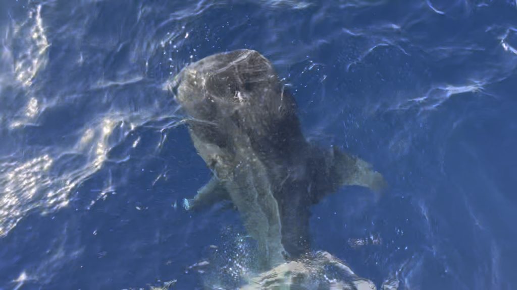 größter hai der welt, walhai ägypten, walhai malediven, walhai mexiko, ningaloo reef walhai, meeresschutz haie, sanfter riese. Größter Hai der Welt: Meine 20‑jährige Suche nach dem Walhai. 18 Jahre Suche, 15 Sekunden Begegnung: Meine wahre Walhai‑Story – und wie du fair reist, Risiken vermeidest und zum Schutz beiträgst. Foto: Sascha Tegtmeyer