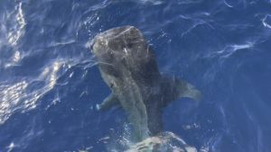 größter hai der welt, walhai ägypten, walhai malediven, walhai mexiko, ningaloo reef walhai, meeresschutz haie, sanfter riese. Größter Hai der Welt: Meine 20‑jährige Suche nach dem Walhai. 18 Jahre Suche, 15 Sekunden Begegnung: Meine wahre Walhai‑Story – und wie du fair reist, Risiken vermeidest und zum Schutz beiträgst. Foto: Sascha Tegtmeyer