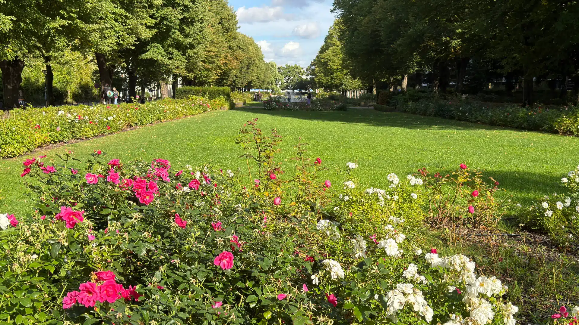 Ein Tag in Rostock: So schön hatte ich die Altstadt nicht erwartet 18 Rosengarten in den Wallanlagen von Rostock mit roten und weißen Rosen.
