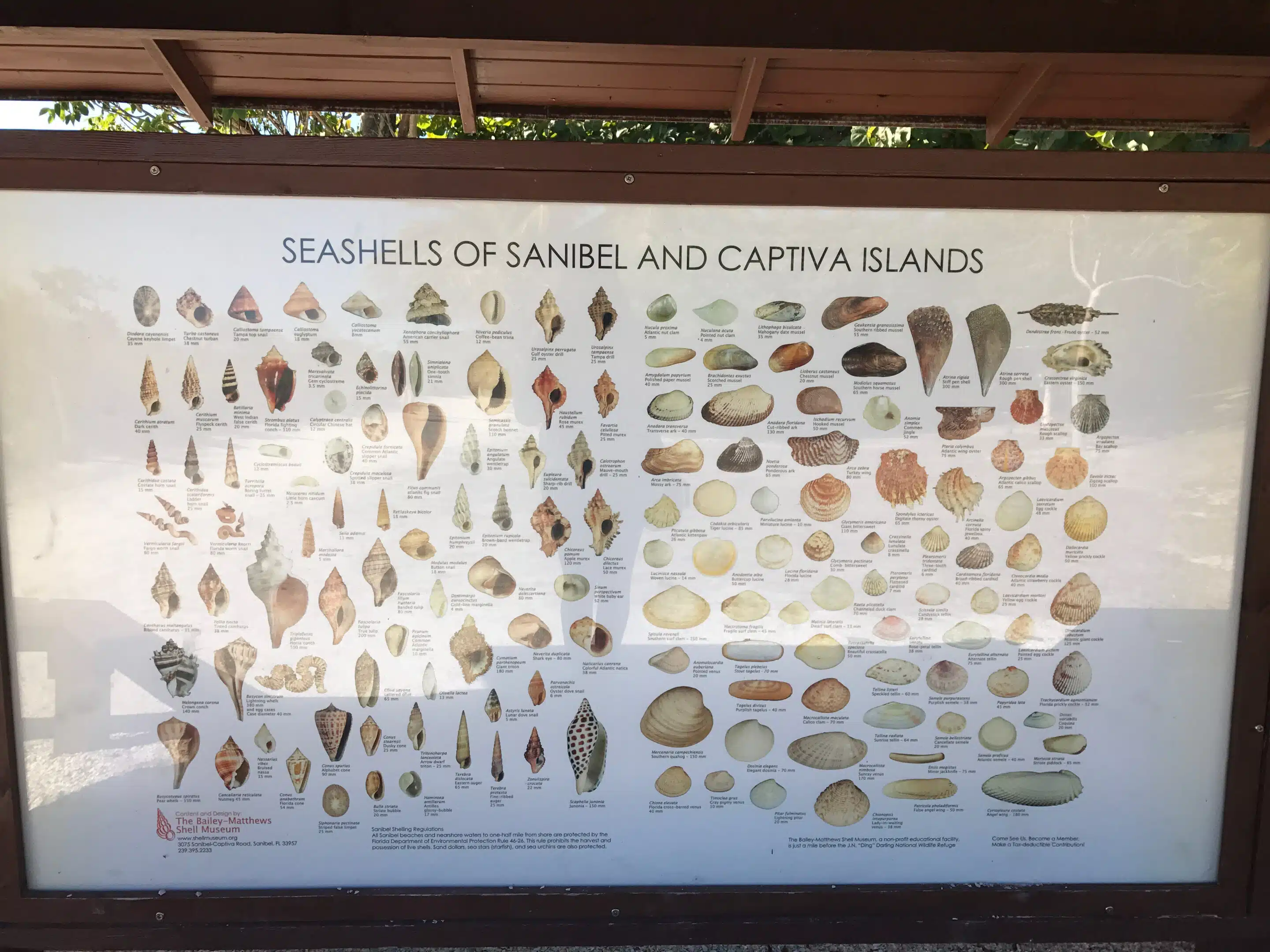Sanibel Island: Muschelstrand, Leuchtturm und Küstennatur 6 Muscheltafel auf Sanibel Island