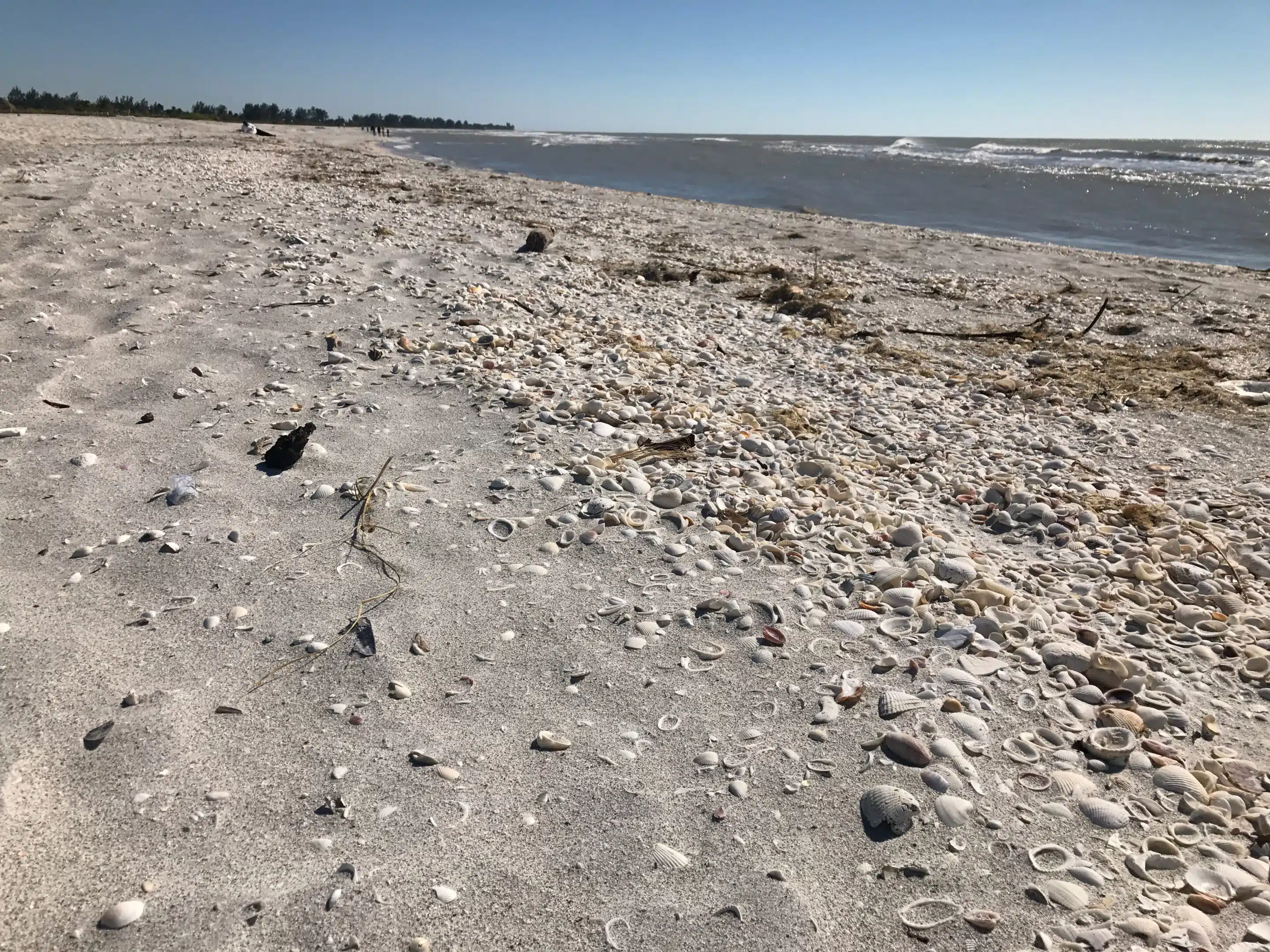 Sanibel Island: Muschelstrand, Leuchtturm und Küstennatur 2 Muschelstrand auf Sanibel Island