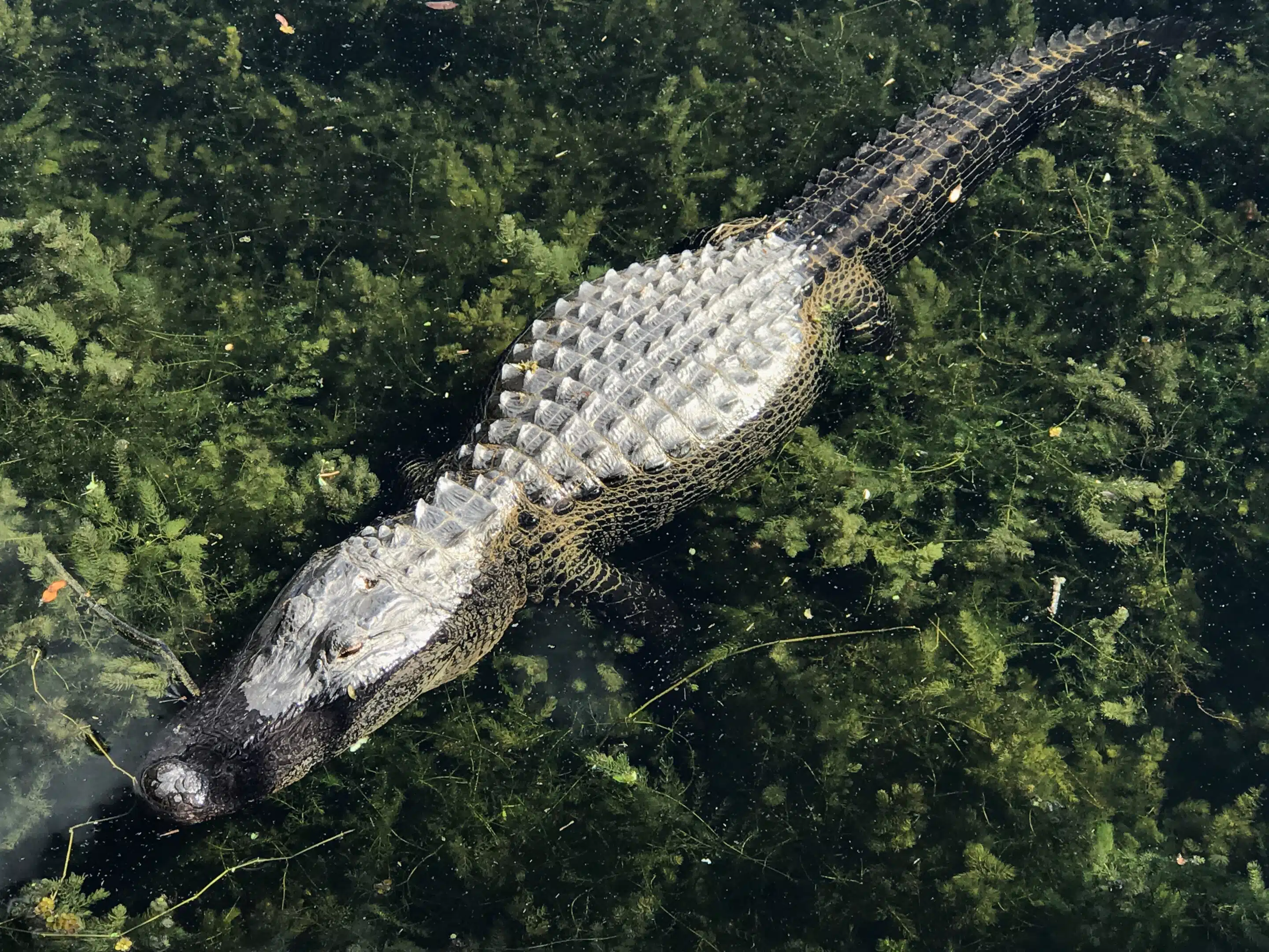 Alligator zwischen Wasserpflanzen, von oben fotografiert