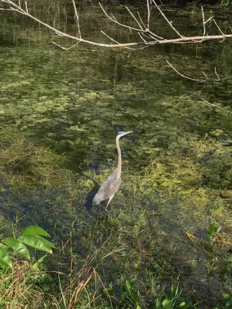 Everglades Erfahrungen: Alligatoren sehen ohne Airboat-Tour 7 Reiher steht im flachen Wasser der Everglades zwischen Wasserpflanzen