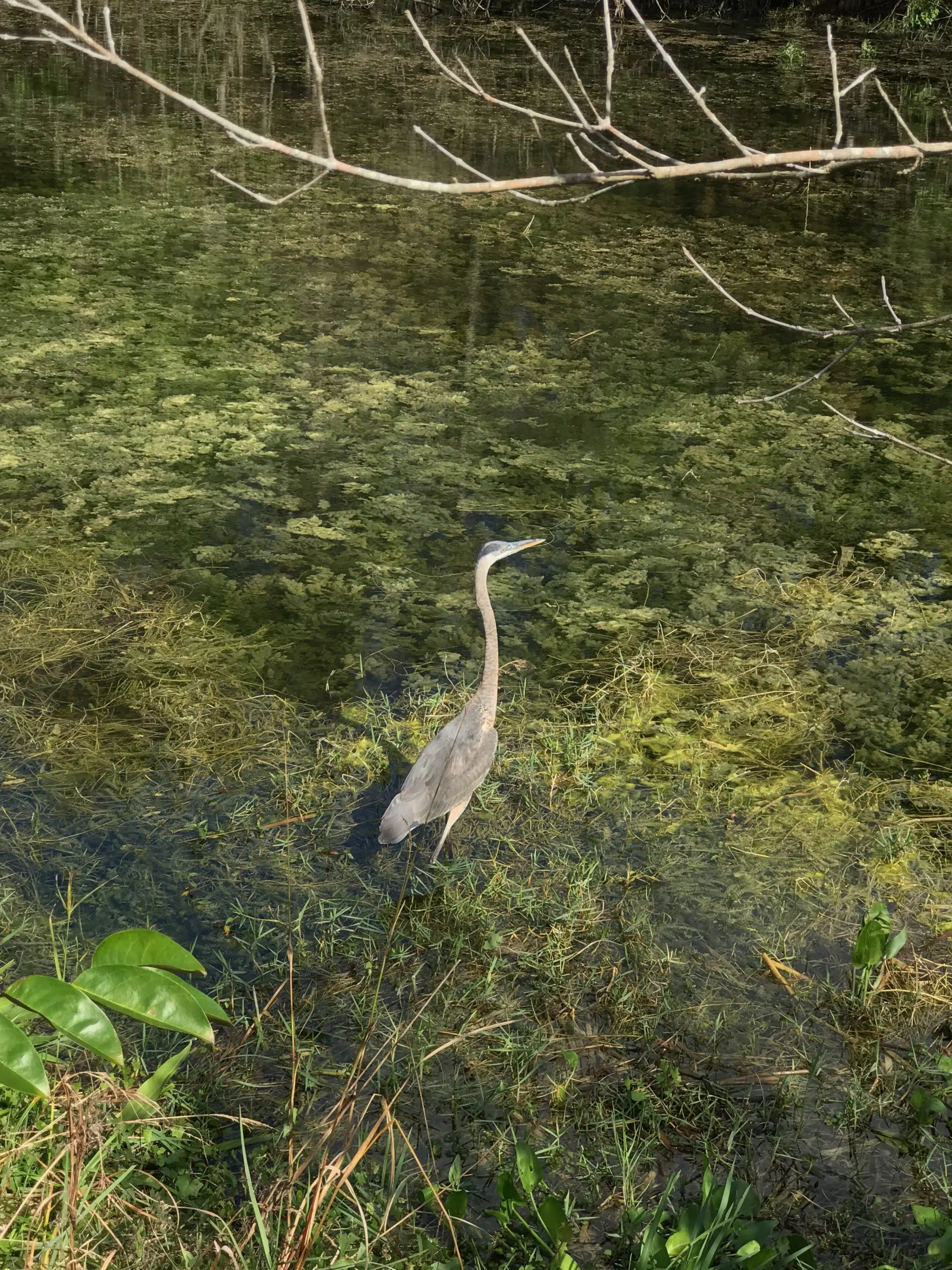 Florida-Rundreise: Zwischen Atlantik, Everglades und Golfküste 10 Reiher im flachen Wasser zwischen Wasserpflanzen in den Everglades