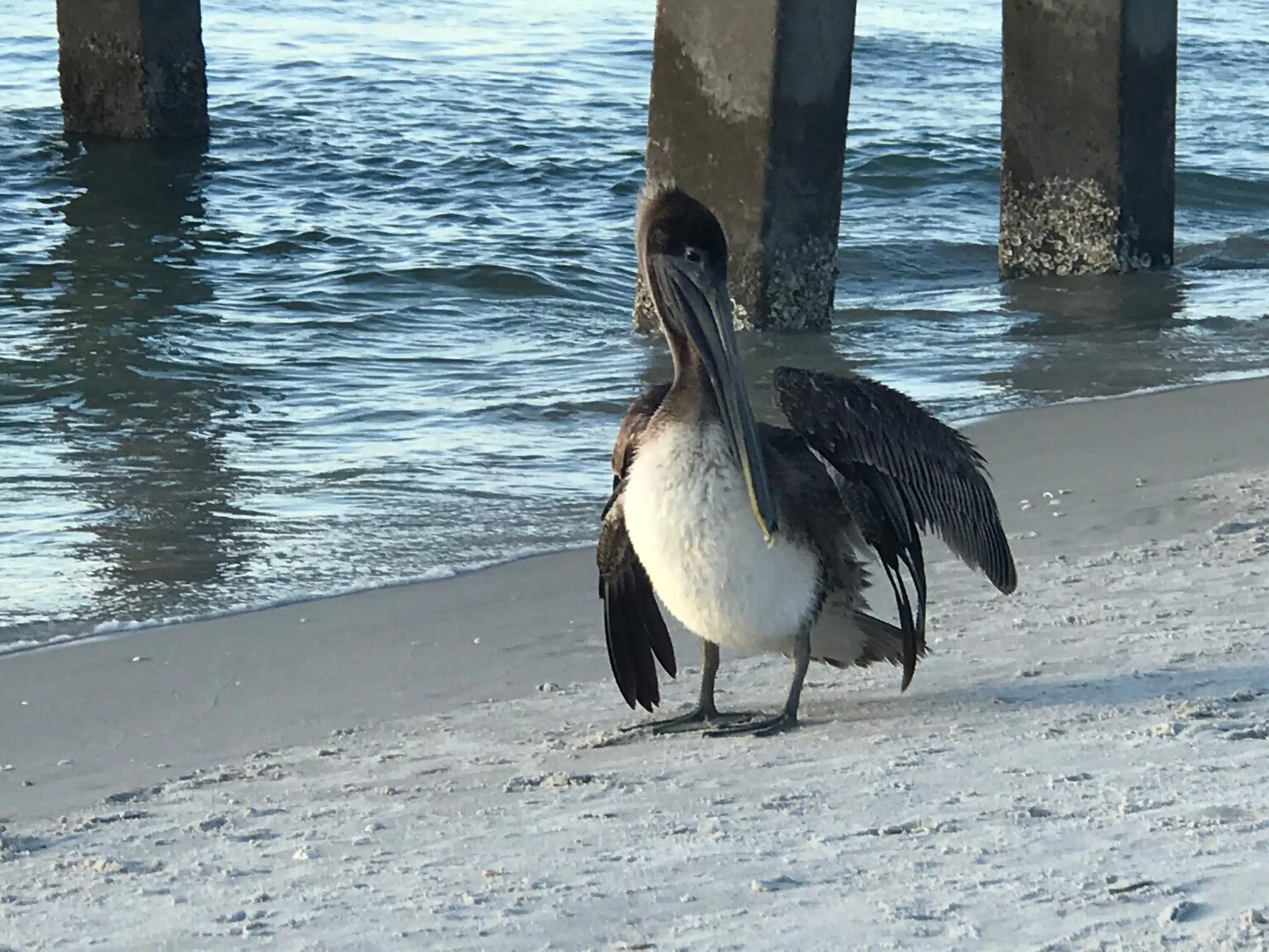 Naples in Florida: Strand und Abendlicht am alten Pier 8 Pelikan auf Sand zwischen den Pfeilern des damaligen Naples Piers